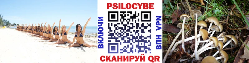 Галлюциногенные грибы Psilocybe  Камышин 